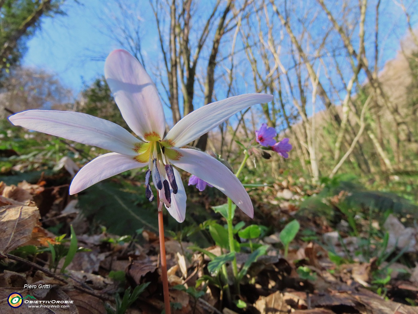 20 Erythronium dens-canis (Dente di cane).JPG